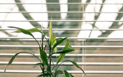 Cómo mantener limpias las ventanas y persianas: Guía profesional