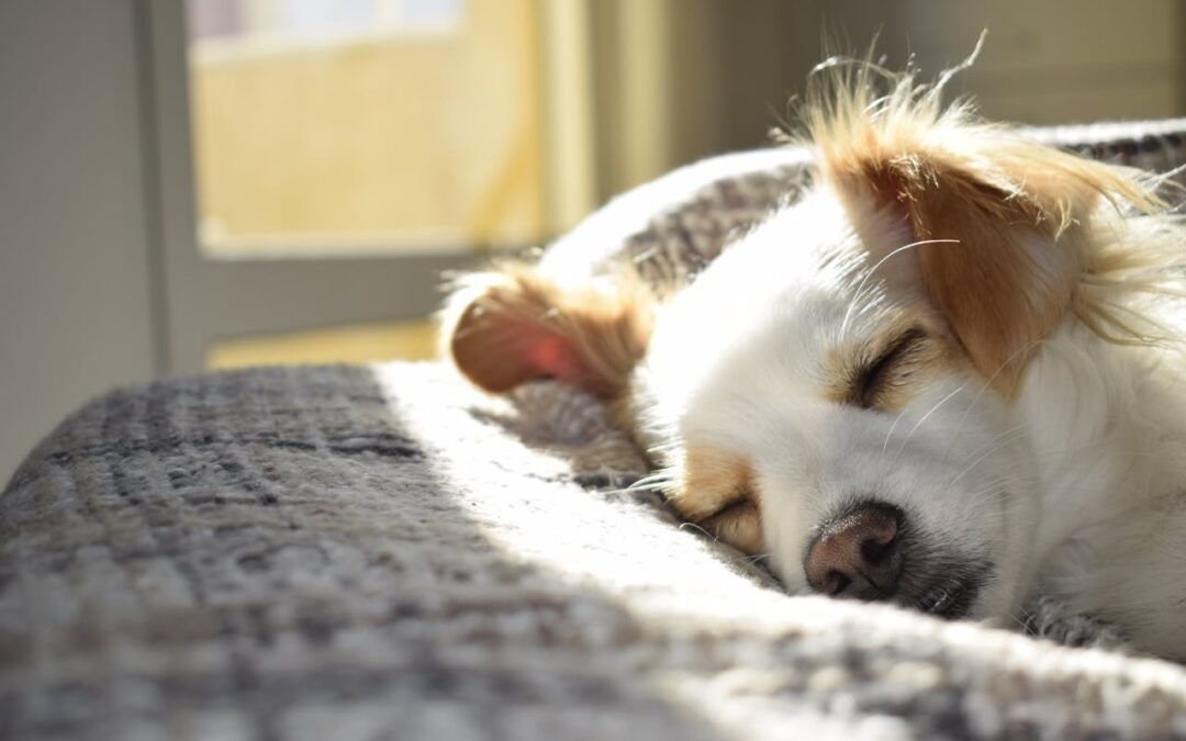 Limpieza de hogares con mascotas: tips y trucos para una convivencia perfecta