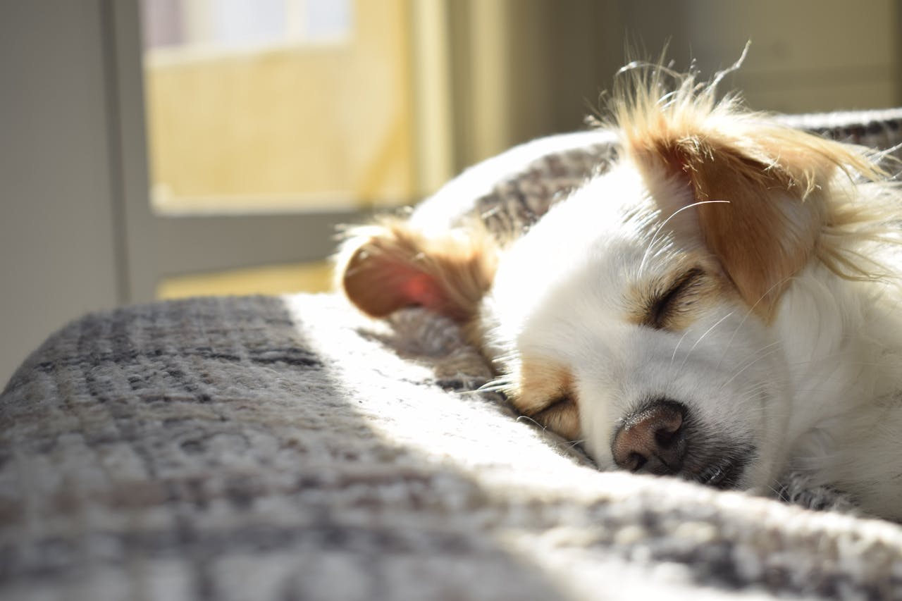 Limpieza de hogares con mascotas tips y trucos