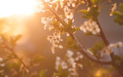 Limpieza de primavera: qué hacer y por dónde empezar